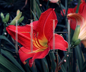 Picture of Hemerocallis  'Hot Lips'