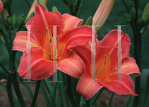 Picture of Hemerocallis  'Macintosh'