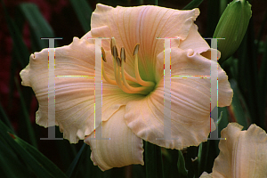 Picture of Hemerocallis  'Cisty Joiner'