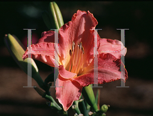 Picture of Hemerocallis  'Belle Fleur'