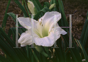 Picture of Hemerocallis  'White Temptation'