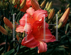 Picture of Hemerocallis  'Island Delight'