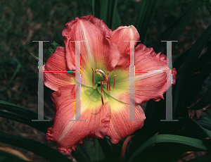 Picture of Hemerocallis  'Sue Rothbauer'