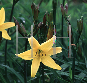 Picture of Hemerocallis  'Sooner Gold'