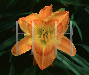 Picture of Hemerocallis  'Jambalaya'