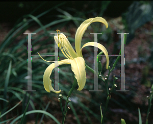 Picture of Hemerocallis  'Kindly Light'