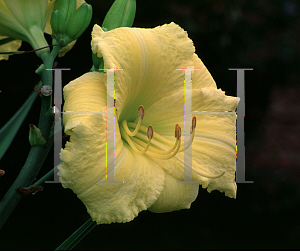 Picture of Hemerocallis  'Atlanta Spacewalk'