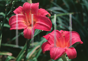 Picture of Hemerocallis  'Cherry Cheeks'