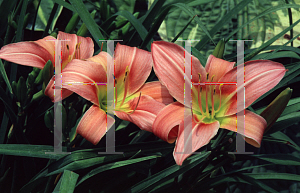 Picture of Hemerocallis  'Pink Chick'