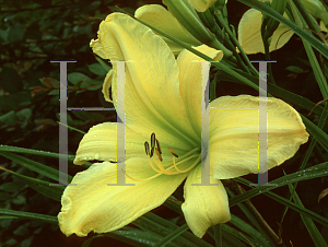 Picture of Hemerocallis  'Limited Edition'