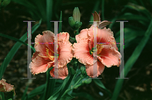 Picture of Hemerocallis  'Siloam Ribbon Candy'