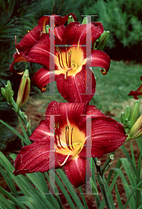 Picture of Hemerocallis  'Shadyside'