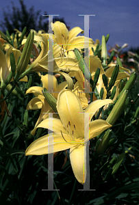 Picture of Hemerocallis  'August Bright'