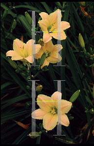 Picture of Hemerocallis  'Little Rainbow'