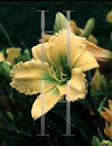 Picture of Hemerocallis  'Honest Pleasure'