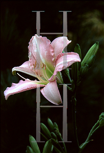 Picture of Hemerocallis  'Catherine Woodbury'