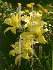 Picture of Hemerocallis  'Hyperion'