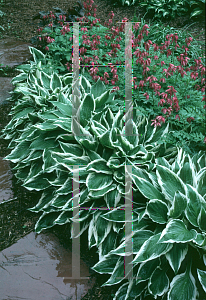 Picture of Hosta  'Undulata Albomarginata'