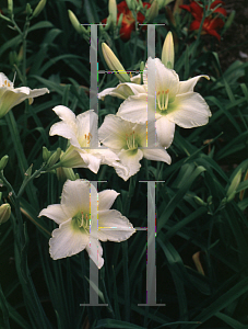 Picture of Hemerocallis  'Serene Madame'