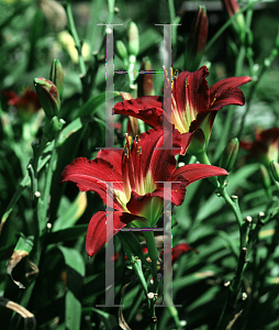 Picture of Hemerocallis  'Pardon Me'