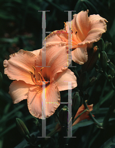 Picture of Hemerocallis  'Peach Fairy'