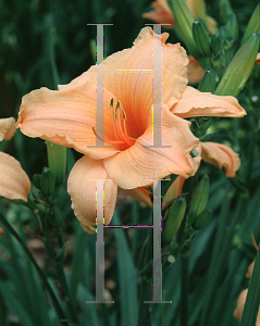 Picture of Hemerocallis  'Western Sky'