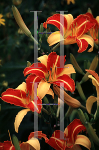 Picture of Hemerocallis  'Frans Hals'