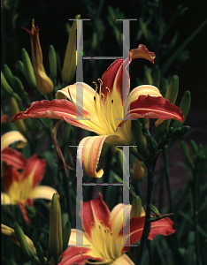 Picture of Hemerocallis  'Caballero'