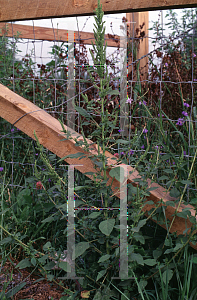 Picture of Amaranthus retroflexus 