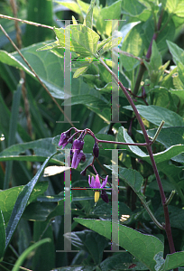 Picture of Solanum dulcamara 