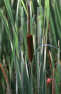 Picture of Typha latifolia 