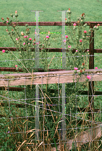 Picture of Cirsium vulgare 