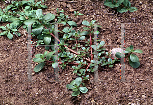 Picture of Portulaca oleracea 