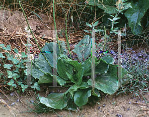 Picture of Plantago major 