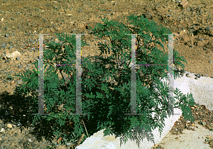 Picture of Ambrosia artemisiifolia 