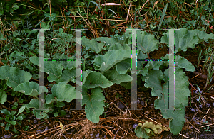 Picture of Rumex crispus 