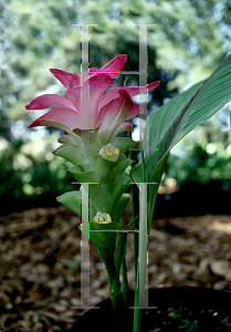 Picture of Curcuma elata 