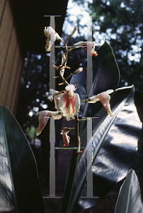 Picture of Alpinia formosana 