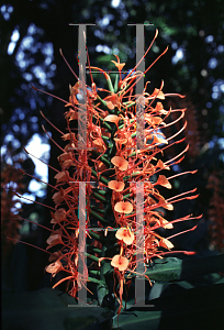 Picture of Hedychium coccineum 