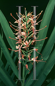 Picture of Hedychium coccineum 'Aurantiacum'