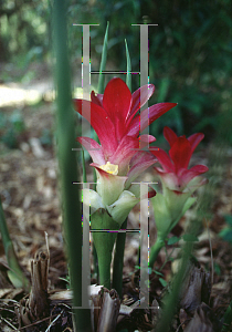 Picture of Curcuma zedoaria 