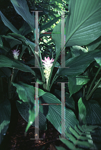 Picture of Curcuma petiolata 