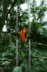 Picture of Costus pulverulentus 