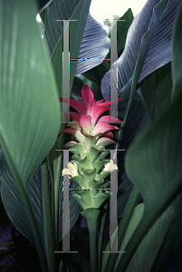 Picture of Curcuma australasica 