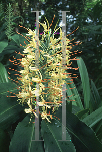 Picture of Hedychium gardnerianum 