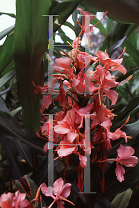 Picture of Hedychium x 'Elizabeth'