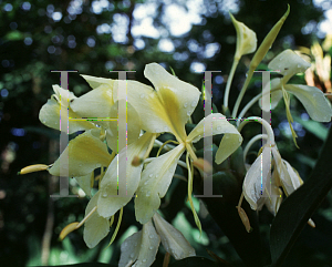 Picture of Hedychium flavescens 