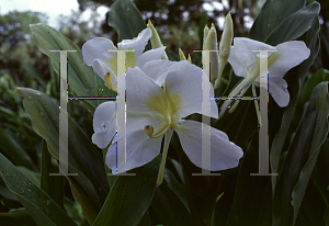 Picture of Hedychium chrysoleucum 