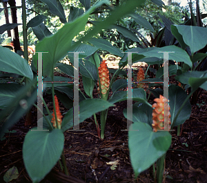 Picture of Curcuma roscoeana 