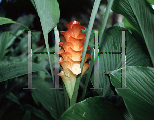 Picture of Curcuma roscoeana 'White Flame'